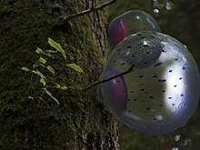 Лекция "Медиаэкология чувственности"