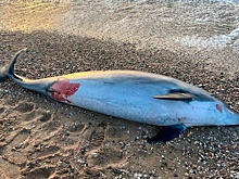 Губернатор Севастополя опубликовал фото найденного мертвого дельфина