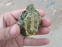 Рядом с Балаково поймали американскую черепаху