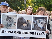 Оренбургские зоозащитники через суд намерены отменить местный закон об усыплении бездомных собак
