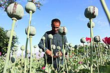 В Британии предложили разрешить афганцам легально выращивать опиум