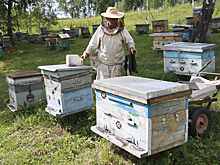 Российским пчеловодам запретят устраивать пасеки на болотах и кладбищах