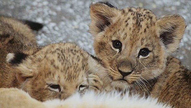 Львицу и львенка, найденных в Москве, могут передать в зоопарк Хакасии
