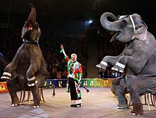 Слонов цирка на Цветном бульваре в Новый год угостят шампанским