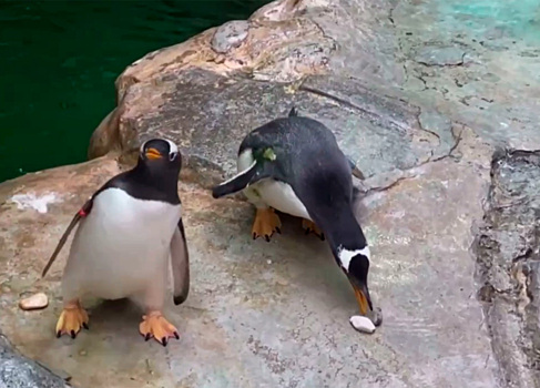 В Московском зоопарке пингвины поборолись за камни