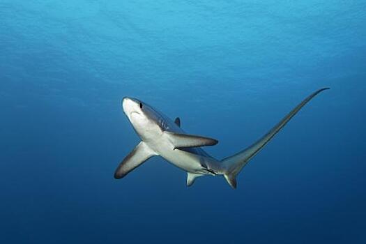 В Египте поймали убившую 23-летнего россиянина акулу