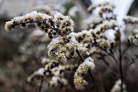 В конце недели Калининградскую область может снова засыпать снегом, ожидается похолодание — синоптики