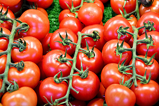 Как предотвратить гниль на томатах на грядке