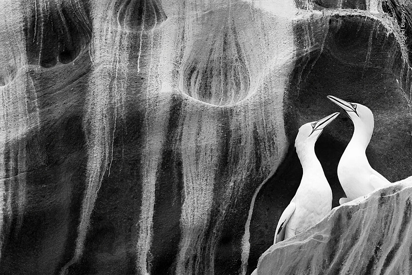 Победитель конкурса «Природный артистизм»: «Искусство ухаживания». Национальный природный заповедник Носс, Шетландские острова, Шотландия. Каждое лето на острове Носс собираются более 22 000 северных олуш, которые возвращаются, чтобы размножаться на уступах, высеченных стихией