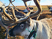 Ученые посмотрели на Тундру глазами оленей