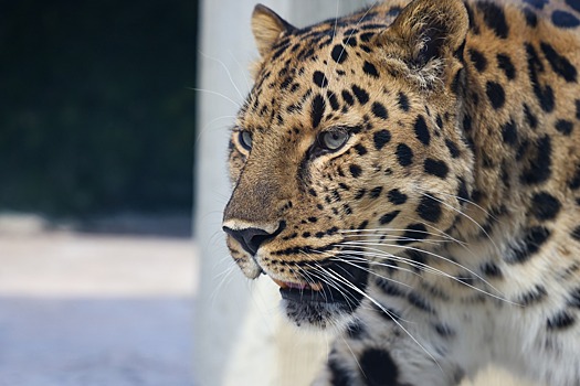 В лесах Северной Осетии установят новую систему наблюдения за кавказскими барсами и зубрами