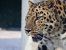 В лесах Северной Осетии установят новую систему наблюдения за кавказскими барсами и зубрами