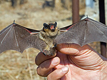 Глава зоопарка Акулова: летучие мыши могут залетать в дома, ища места для спячки