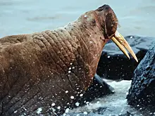 Чукотка стала лидером в дальневосточном регионе по росту турпотока