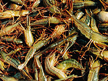 В Крыму браконьер-рецидивист получил срок