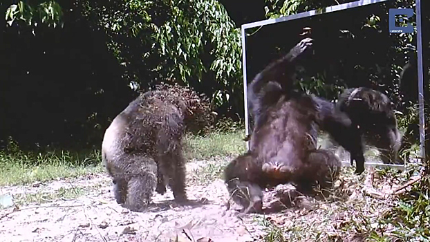 Шимпанзе атакуют зеркало