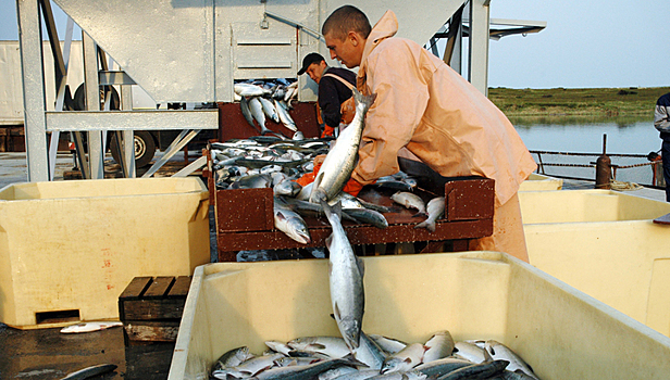 Свыше 32 тысяч особей лосося "сбежали" от бизнесмена