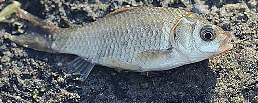 В Ульяновске причиной массовой гибели рыбы назвали гипоксию