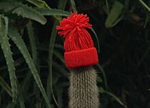Кактусы в шапках могут увидеть калининградцы в Ботаническом саду