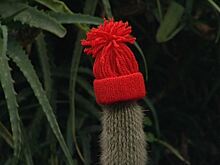 Кактусы в шапках могут увидеть калининградцы в Ботаническом саду