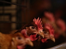 В Волгоградской области из-за долгов птицефабрике грозит банкротство