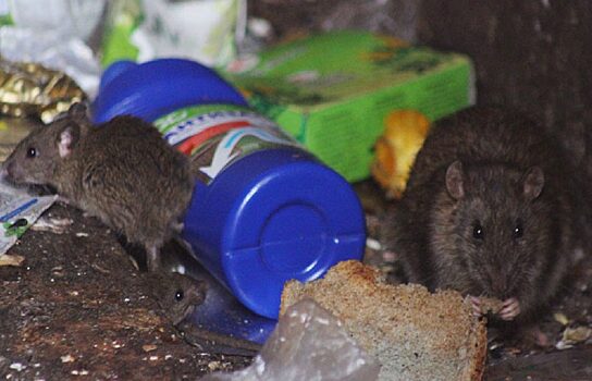 Жильцы многоэтажки в Сургуте пожаловались на крыс