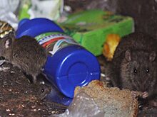 Жильцы многоэтажки в Сургуте пожаловались на крыс