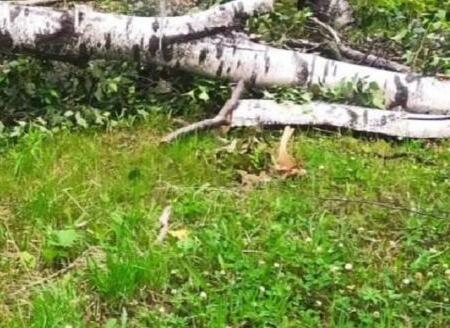 Во Владивостоке помогают убирать аварийные деревья