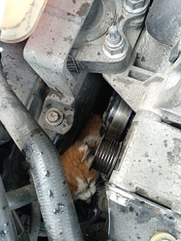 Ради спасения застрявшего в двигателе бездомного котёнка калининградец вызвал эвакуатор и разобрал полмашины