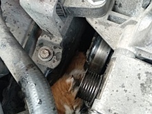 Ради спасения застрявшего в двигателе бездомного котёнка калининградец вызвал эвакуатор и разобрал полмашины