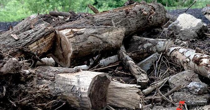 В Екатеринбурге на проспекте Ленина рубят деревья-великаны