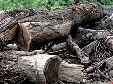 В Екатеринбурге на проспекте Ленина рубят деревья-великаны