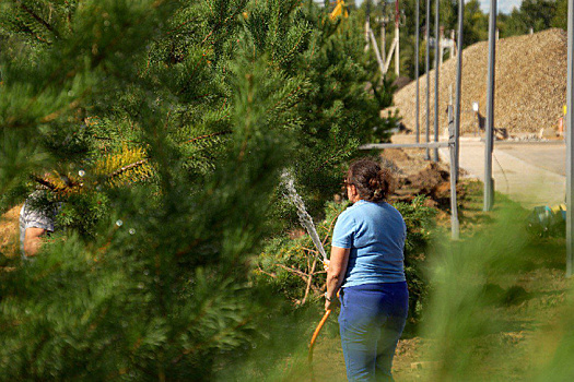 В аэропорту Благовещенска высадят около 200 деревьев