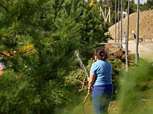 В аэропорту Благовещенска высадят около 200 деревьев