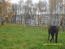 Костромской конь поедает и вытаптывает деревья, посаженные в память о ветеранах войны