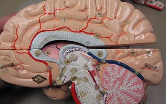 Некоторые участки мозга «спят» в период бодрствования организма