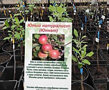 Почти 500 черенков яблони передал монастырь в Ивантеевский лесопитомник для возрождения редких сортов С.И. Исаева