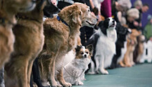 В Петрозаводске пройдет большая выставка собак всех пород