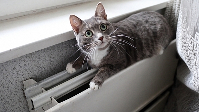 Два района Омской области не готовы к зиме