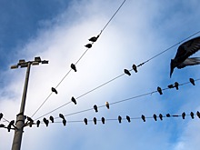 Ростелеком уберет провода под землю в Махачкале, Дербенте и Каспийске