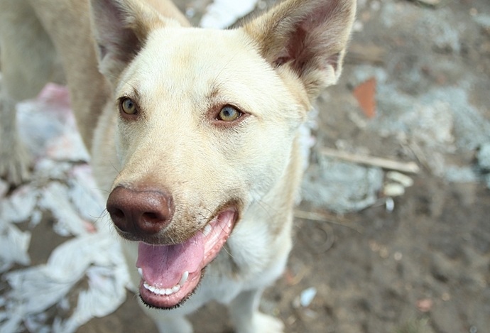 В затопленном Усть-Ишиме оказались брошенными около 300 собак
