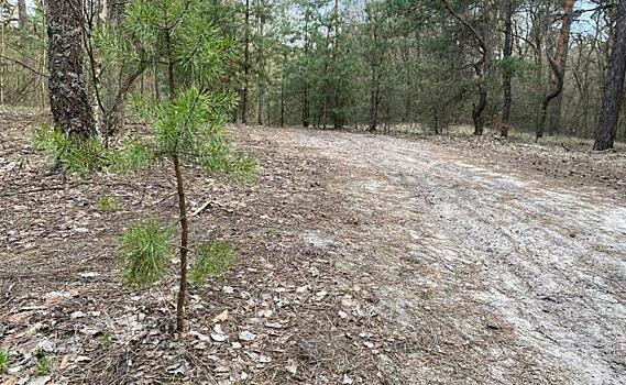 В Курской области восстановили 110 га лесов