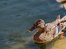 Дерзкая утка мухлевала с тиграми