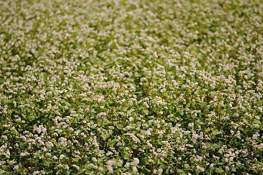 Положительные тенденции в сельском хозяйстве Алтайского края - Сибирский экономи