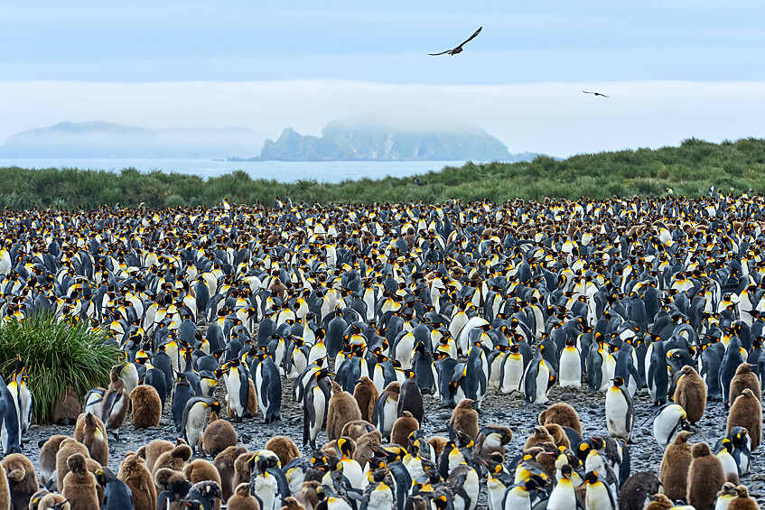 Земнухов Сергей.   Колония