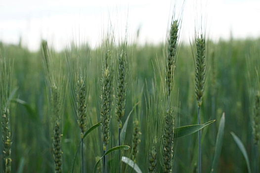 Самарский завод выпустил первый серийный опрыскиватель для нужд сельского хозяйства