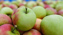 Эксперт объяснил, почему не стоит наедаться фруктами «впрок»