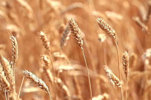 В Дагестане получили урожай озимых зерновых больше прошлогоднего