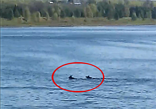 В Ярославской области сняли на видео пару лосей, переплывающих Волгу