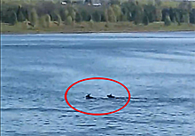 В Ярославской области сняли на видео пару лосей, переплывающих Волгу